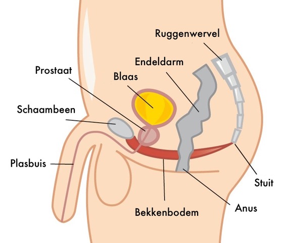 Bekkenbodem Man